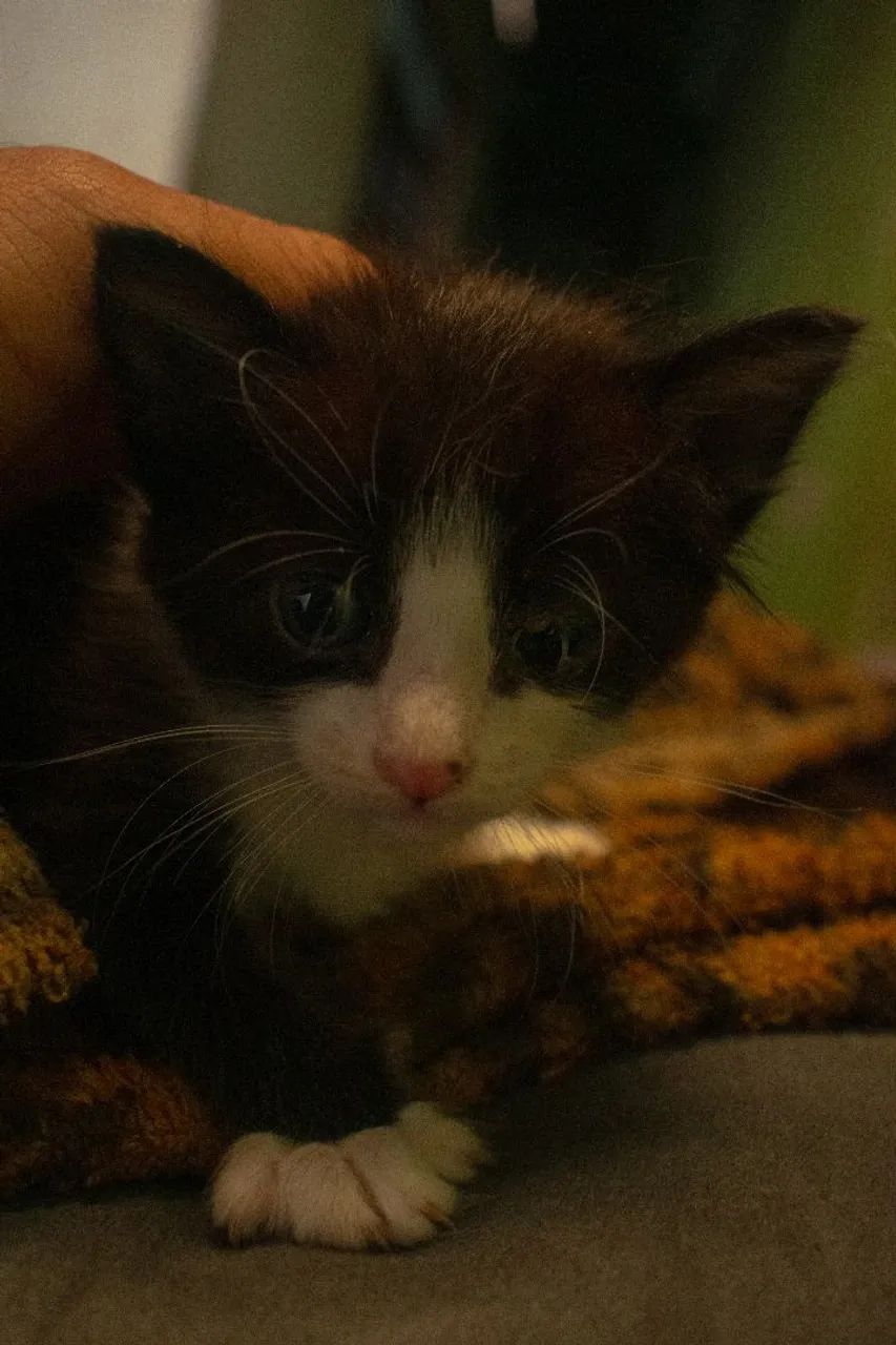 Gatinhos para Doação (Franca SP) - Foto 3