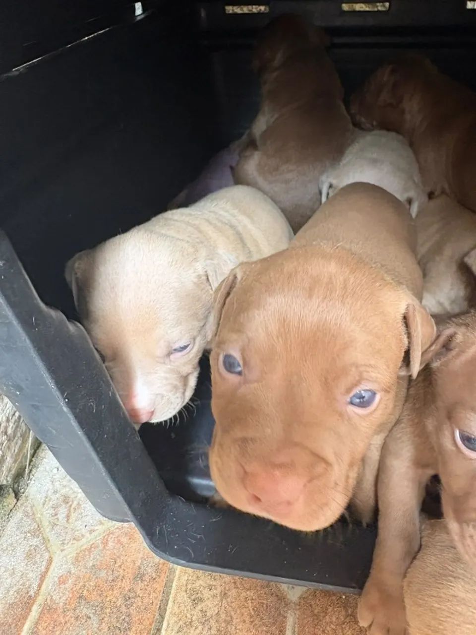 Filhotes de pit bull legitimo - Foto 3