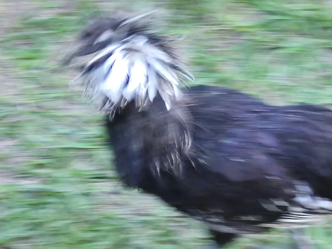 GALINHA - Foto 2