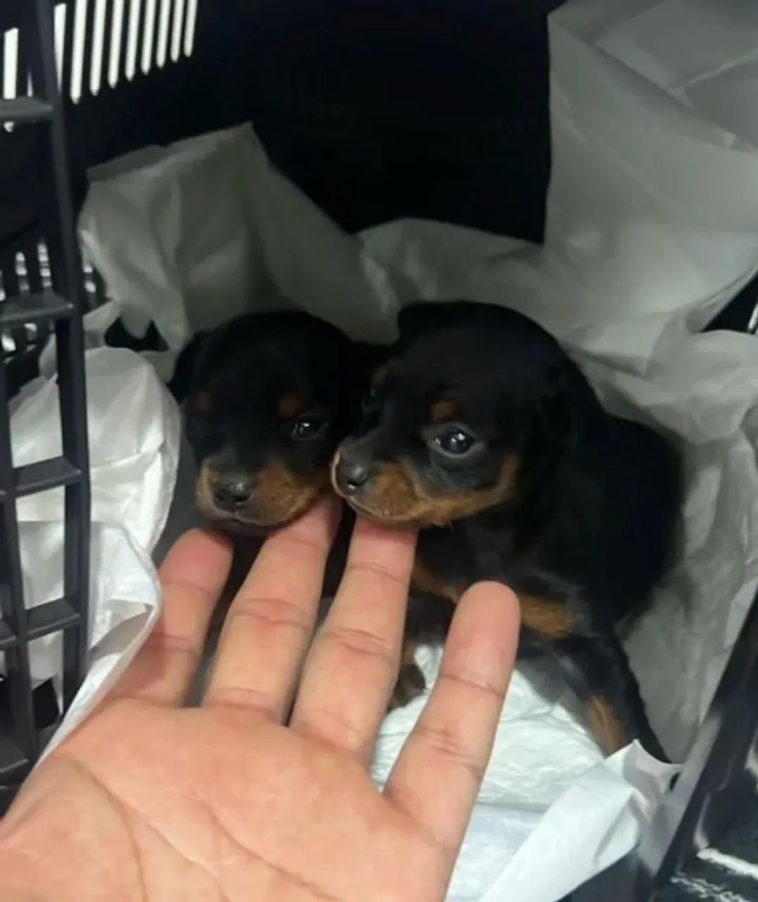 Pinscher zero  - Foto 2