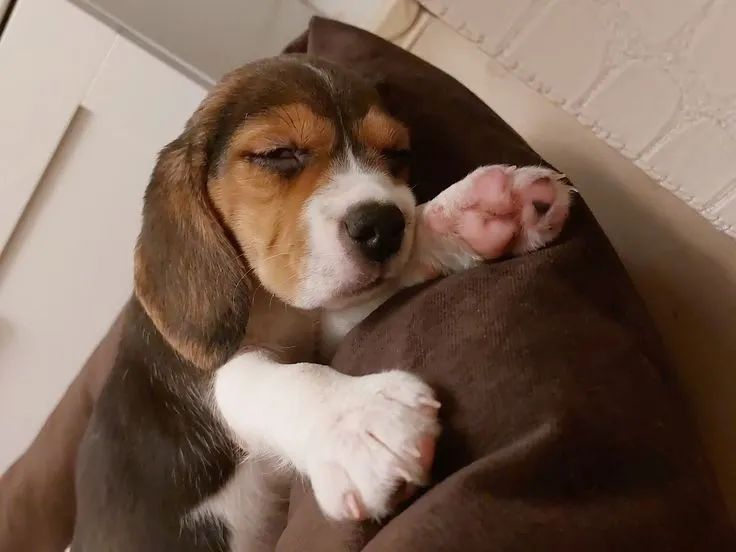 Beagle Seu próximo melhor momento pode estar aqui