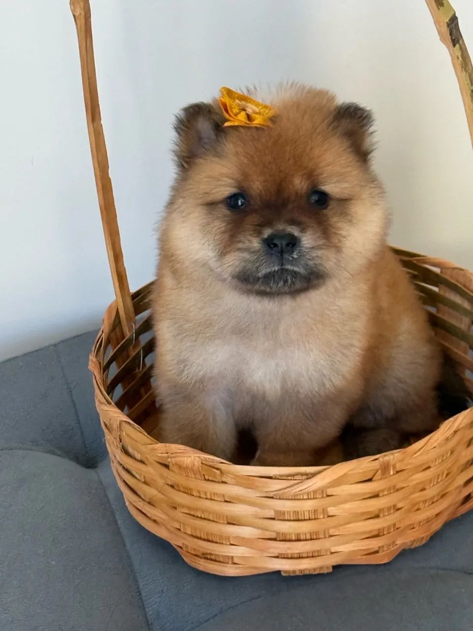 Chow Chow  - Foto 5