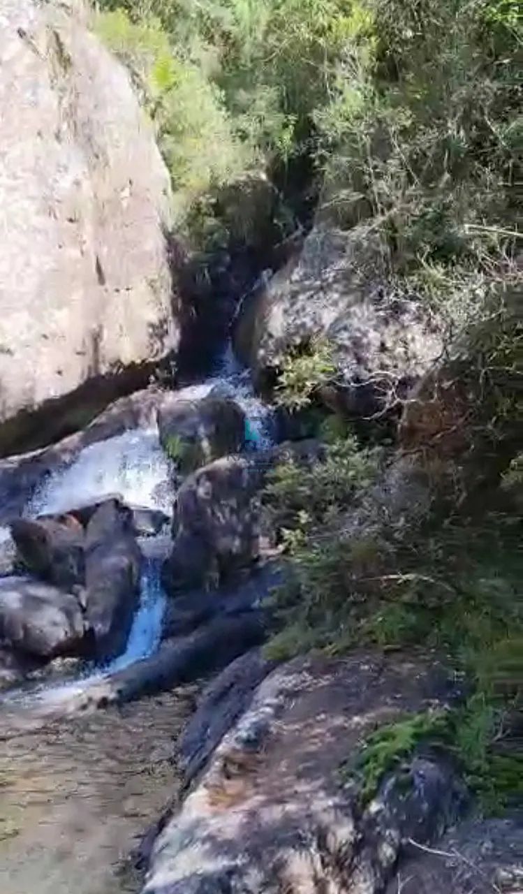 SÍTIO COM CACHOEIRAS E RICO EM MATA EM MARMELÓPOLIS-MG - Foto 4