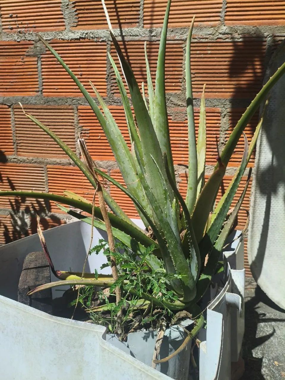 Planta Babosa  - Foto 4