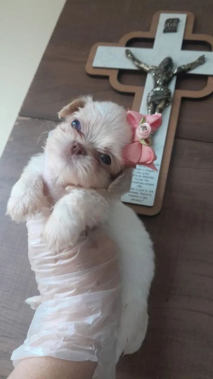 Filhotes de Shihtzu minis - Foto 3