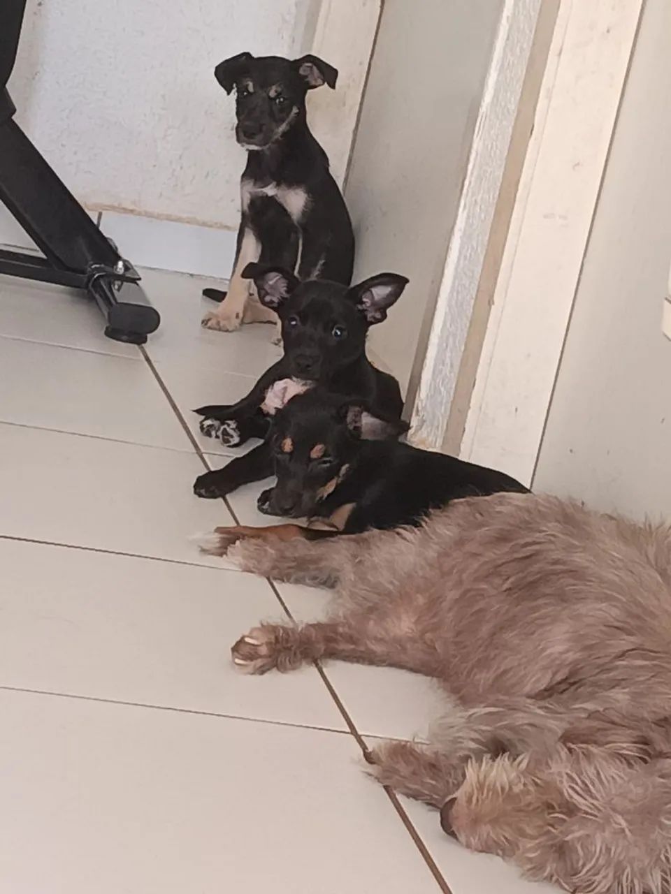 3 Cadelas para doação 
