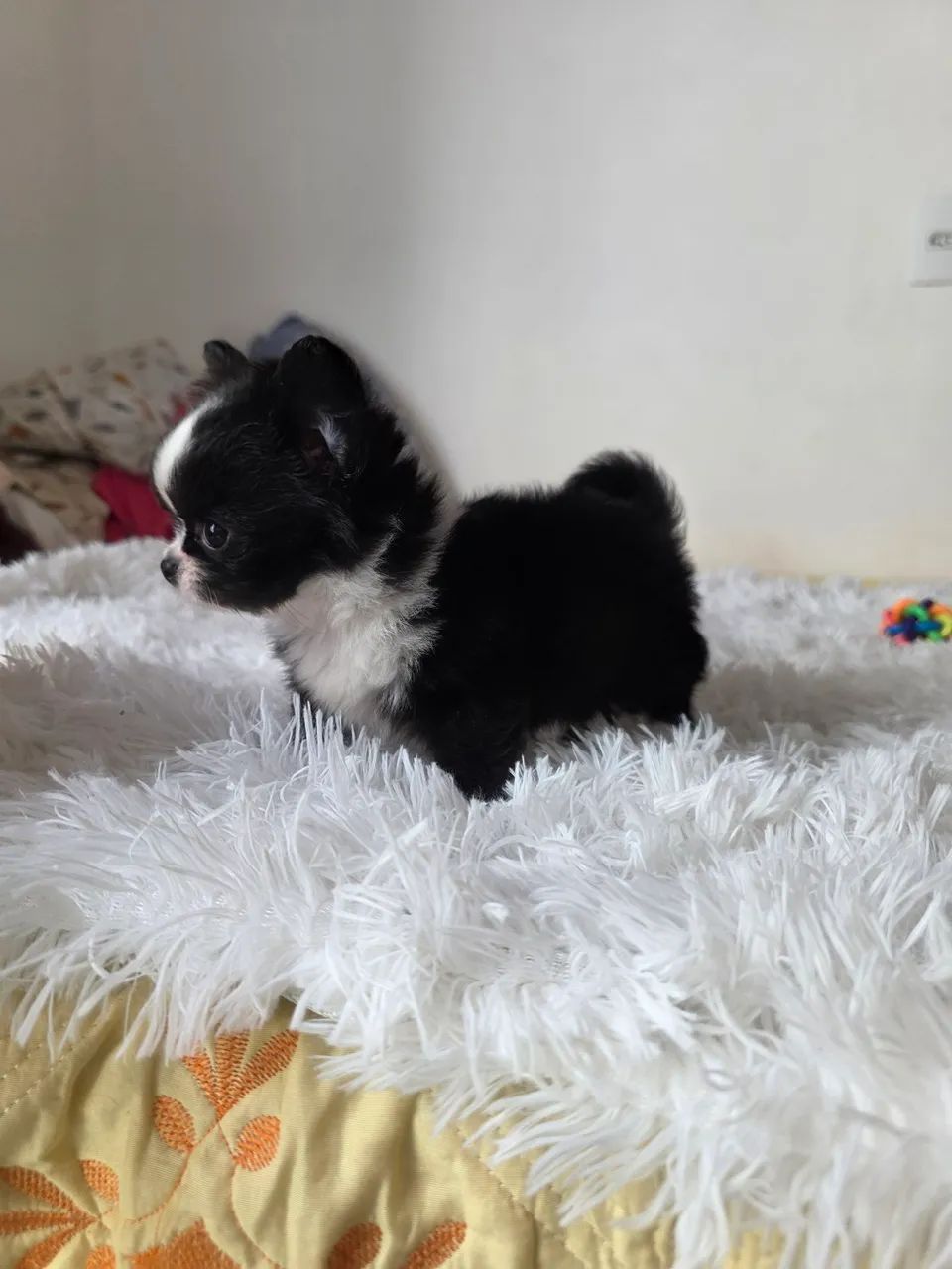 Chihuahua Machinho  - Foto 5