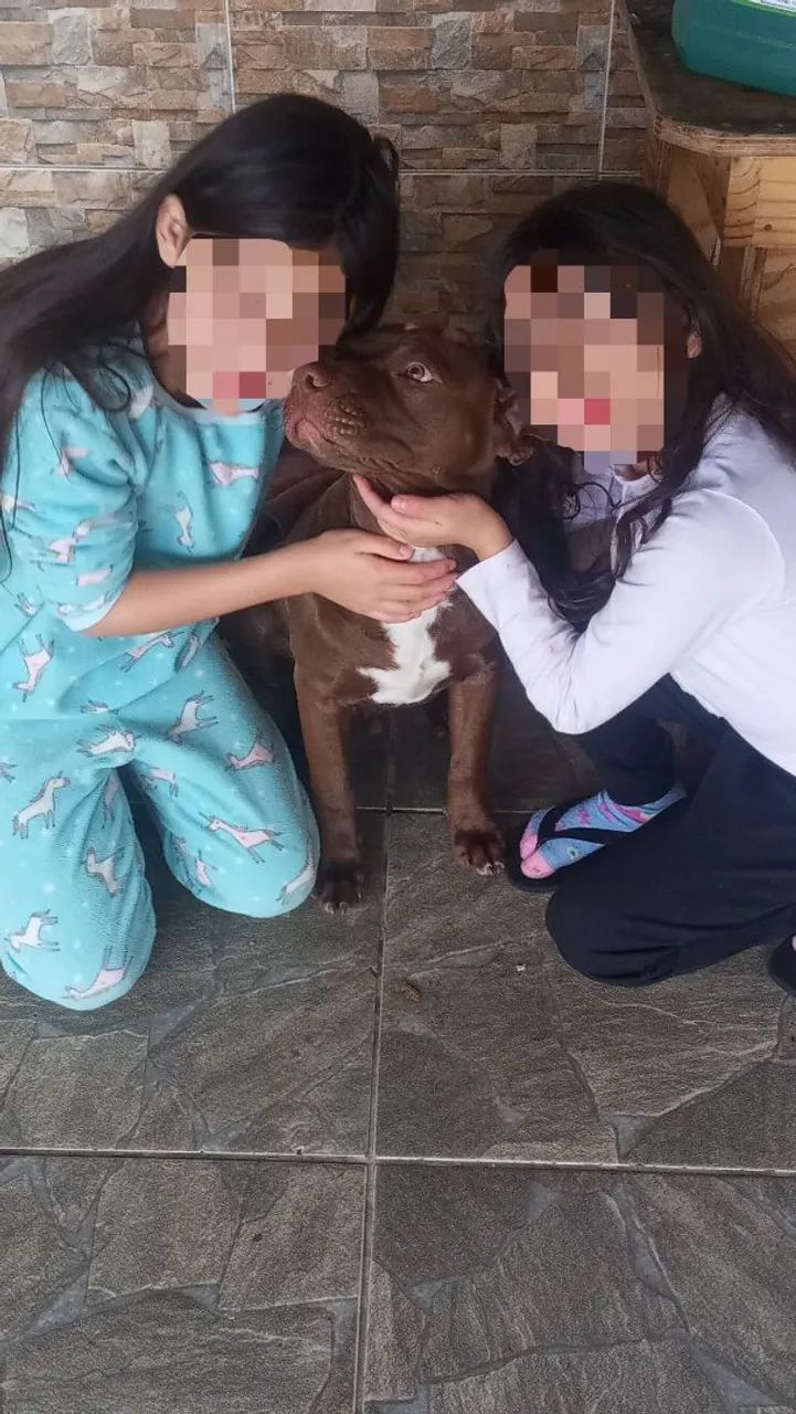 Doação Pitbull (macho) - Foto 2