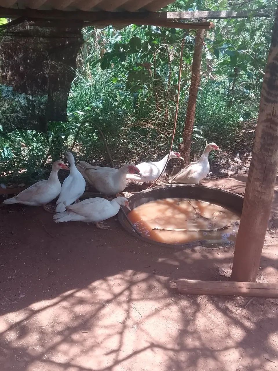 Patas brancas