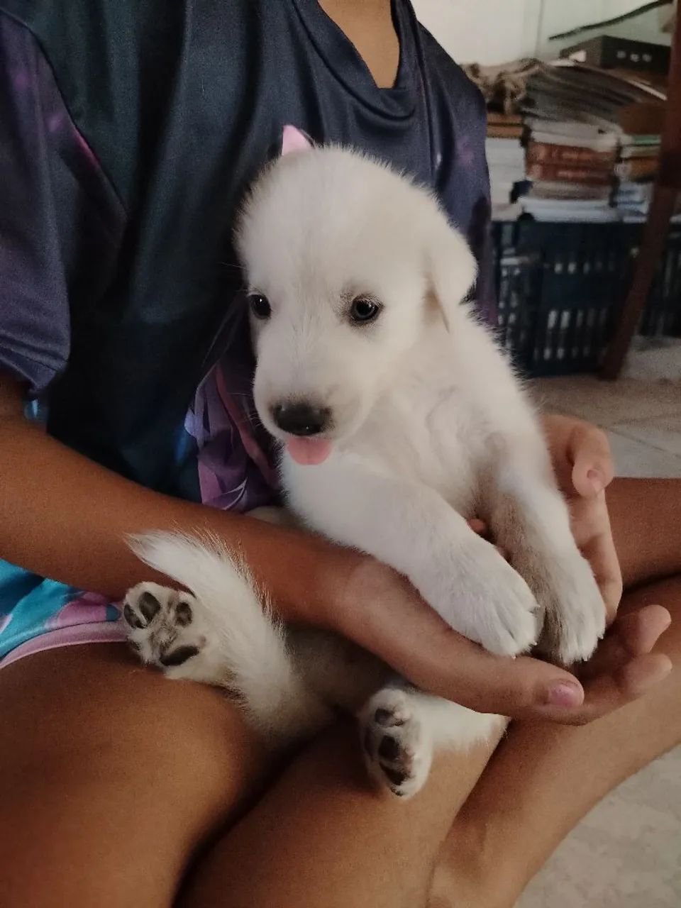 Pastor suíço  - Foto 4