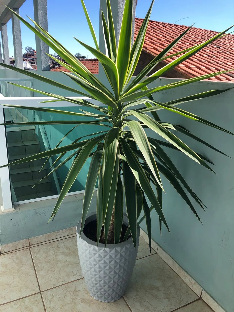 Planta Yuca (1)