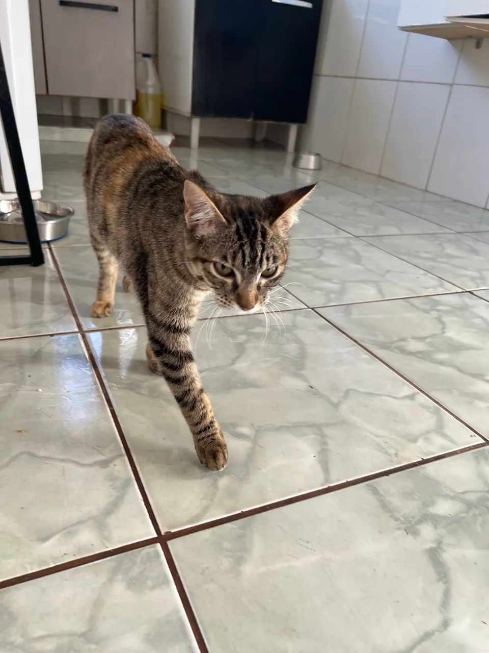 Gata aprox 3 meses - Foto 2