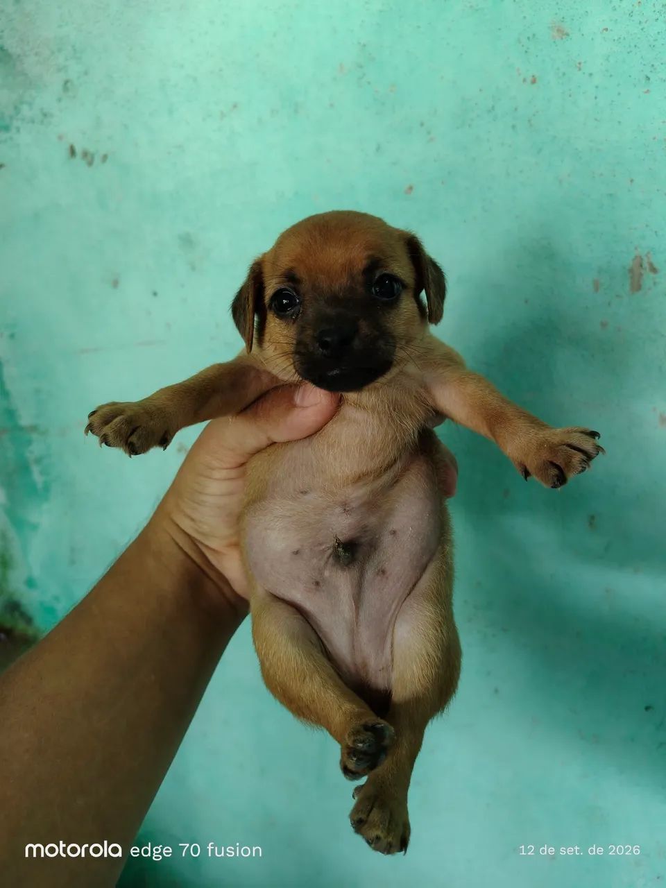 Pinscher N°1 - Foto 5