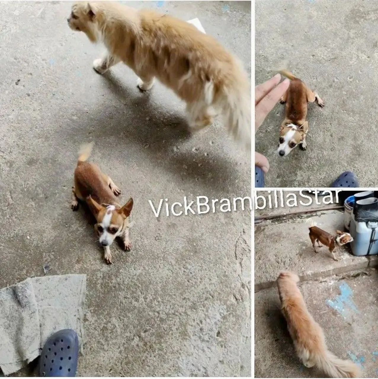 Pinscher Miniatura micro jovem adulto valor de ocasião 