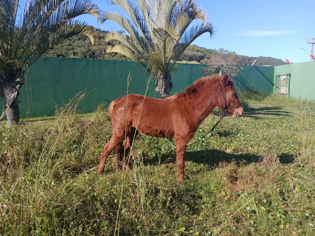 Vendo ou troco por outro - Foto 4