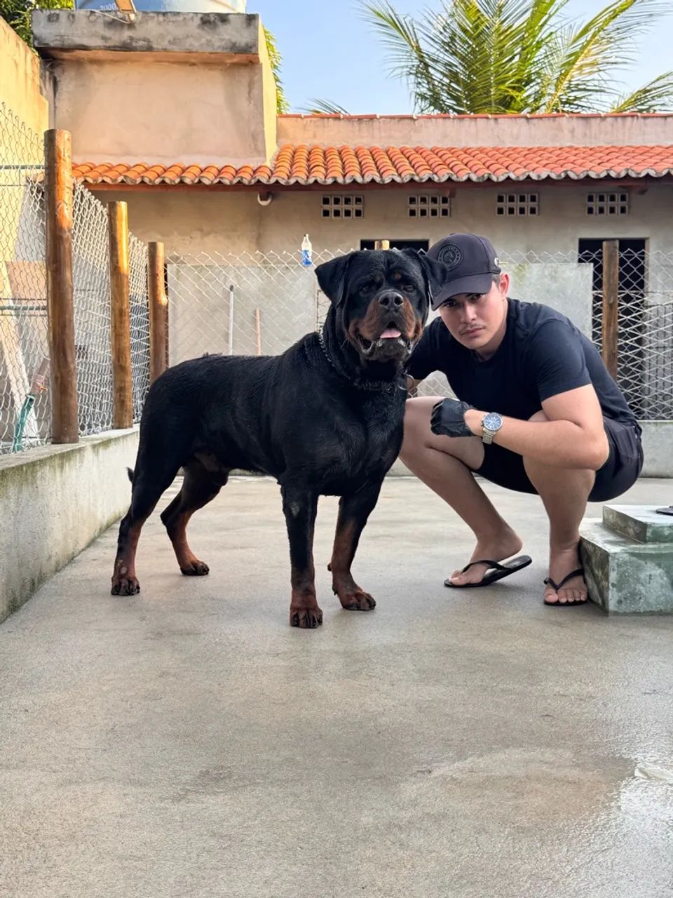Rottweiler com pedigree. - Foto 2