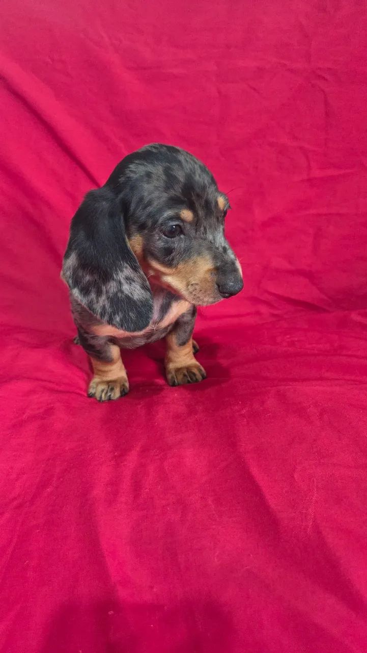 Dachshund machinho  - Foto 2