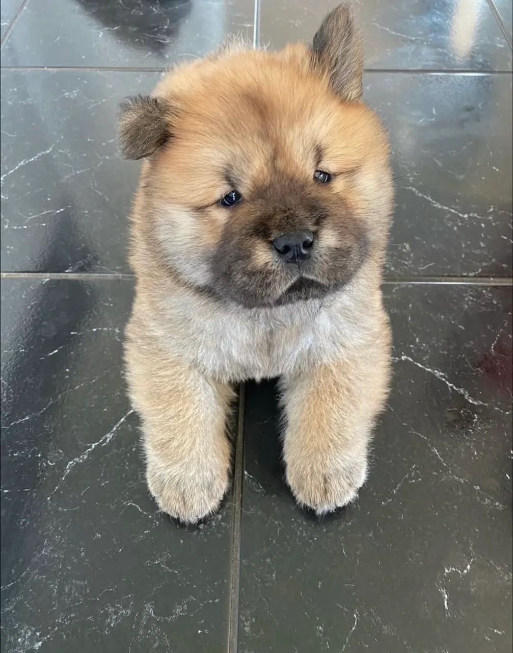 Cachorro Chow Chow - Foto 4