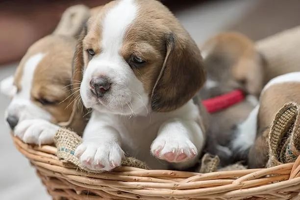Seu Beagle Espera por Você ?