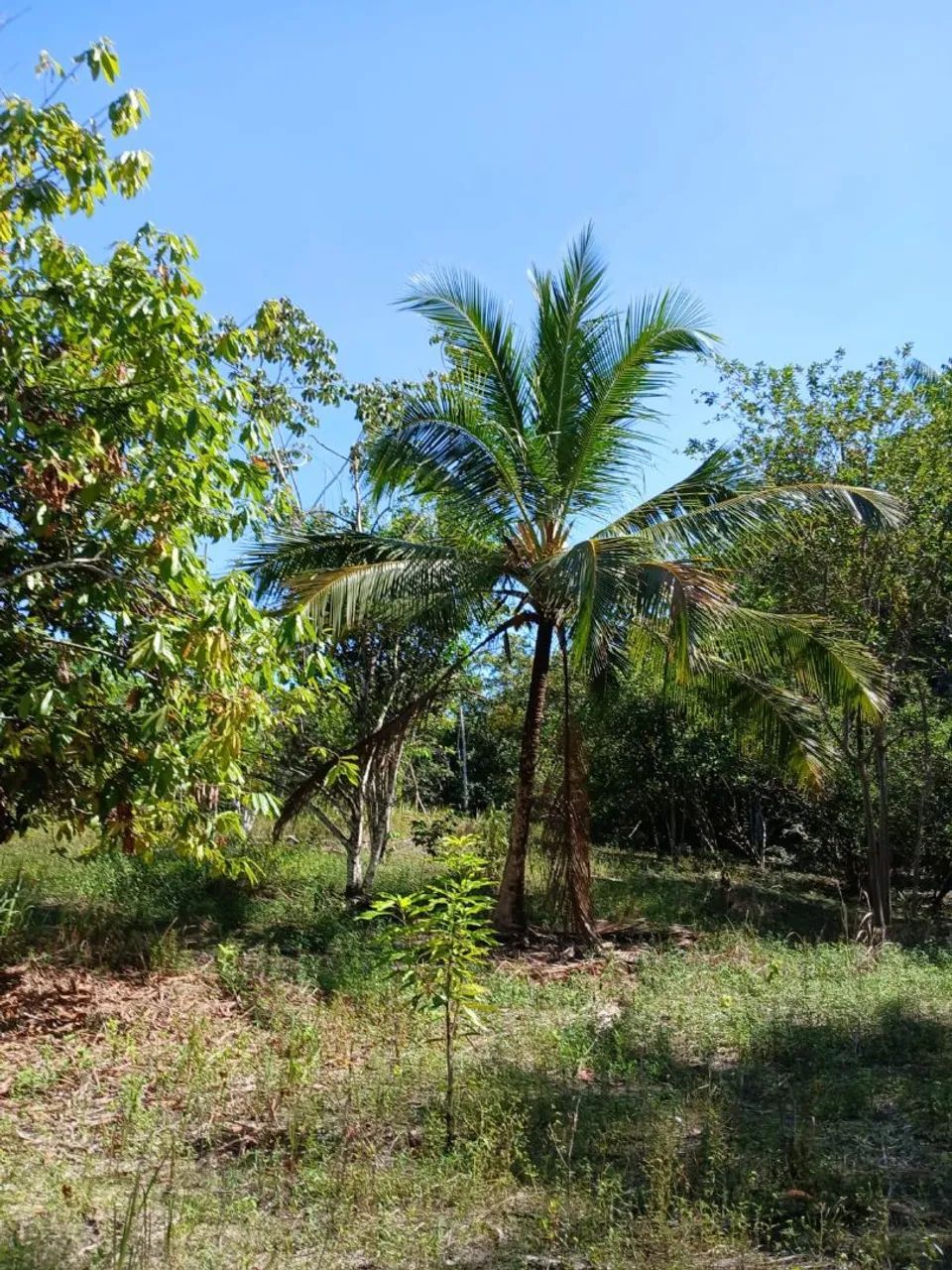 Vendo sítio, 8.013 hectares, Bujaru  - Foto 3