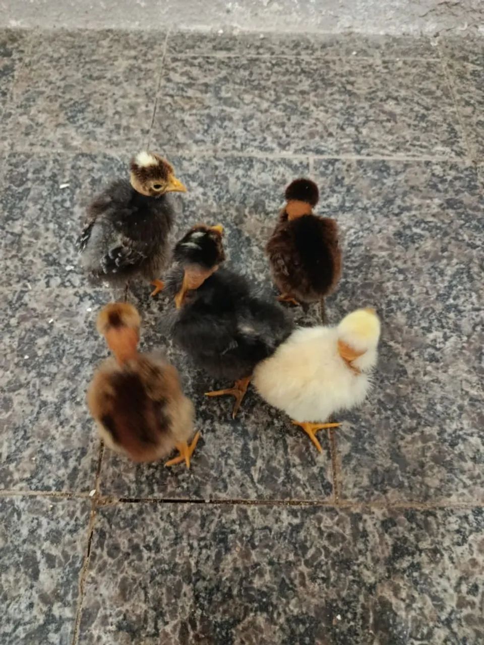 18 Pintinhos Pescoço Pelado  - Foto 4