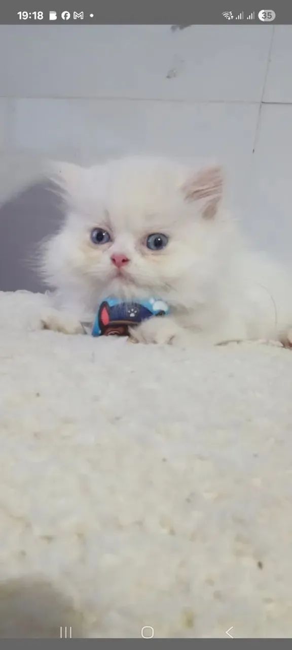 Filhote gato persa - Foto 5