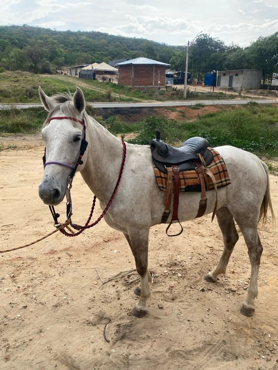 Cavalo  - Foto 3