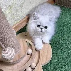 Gato Persa Manso