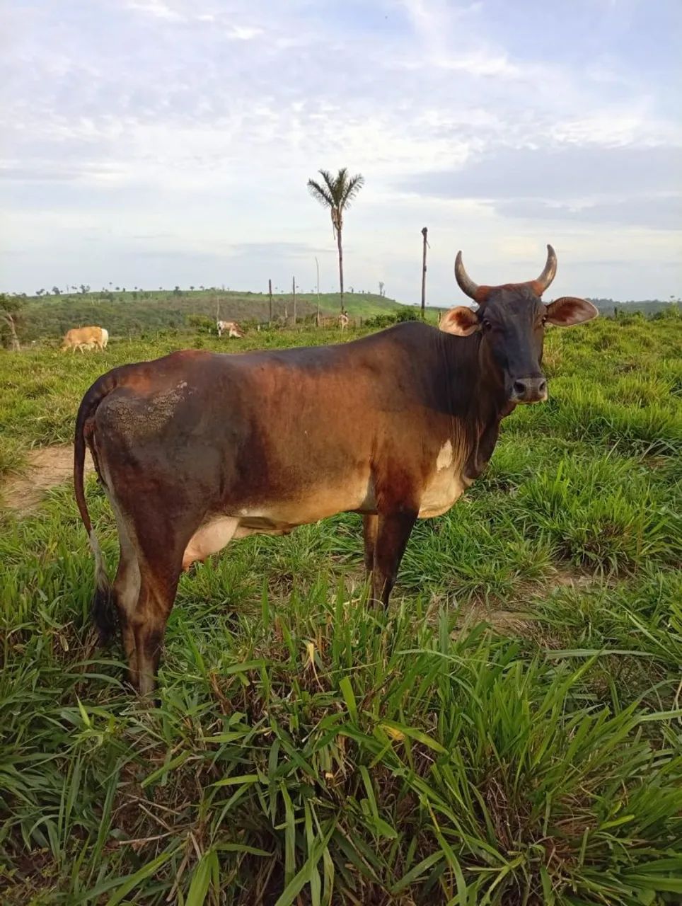 Vendo terra próximo a Parauapebas! - Foto 5