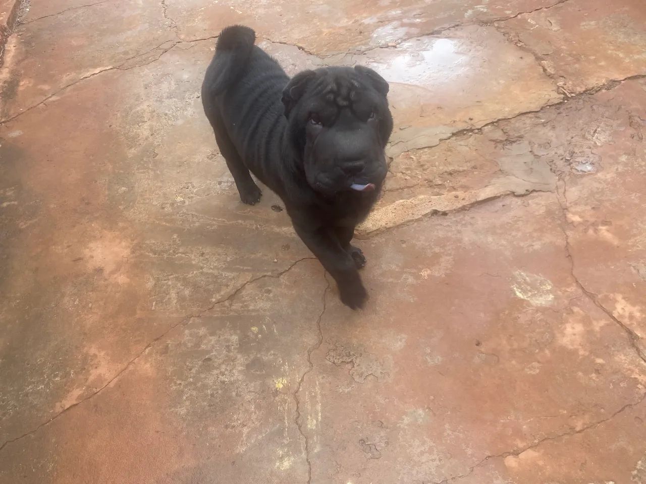 Shar pei - Foto 4