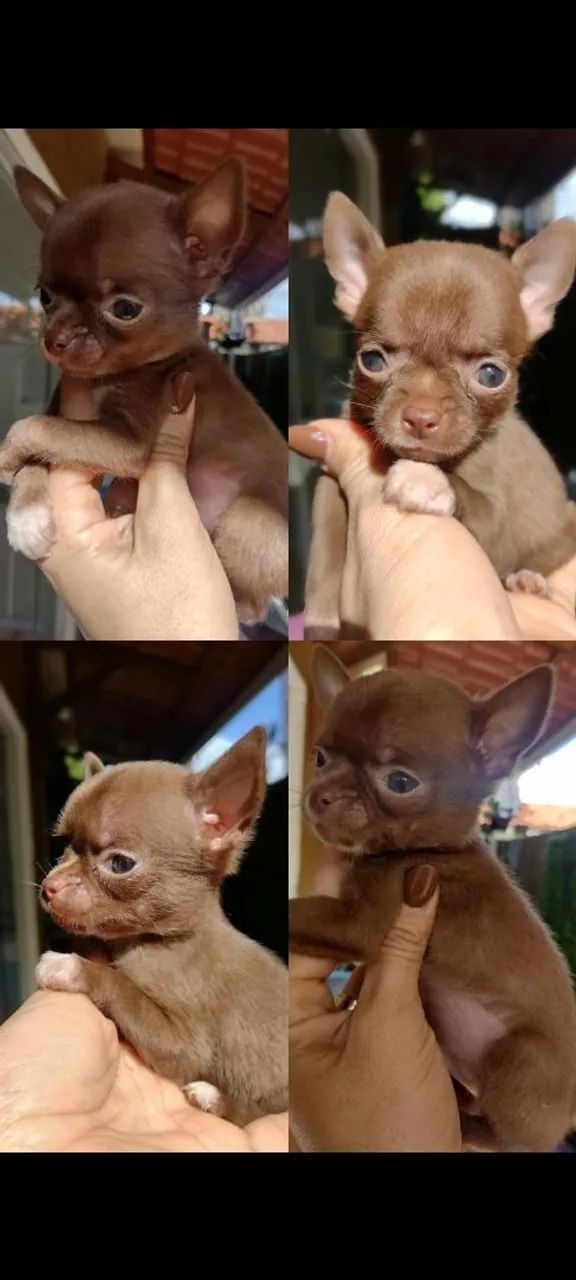 Chihuahua macho 