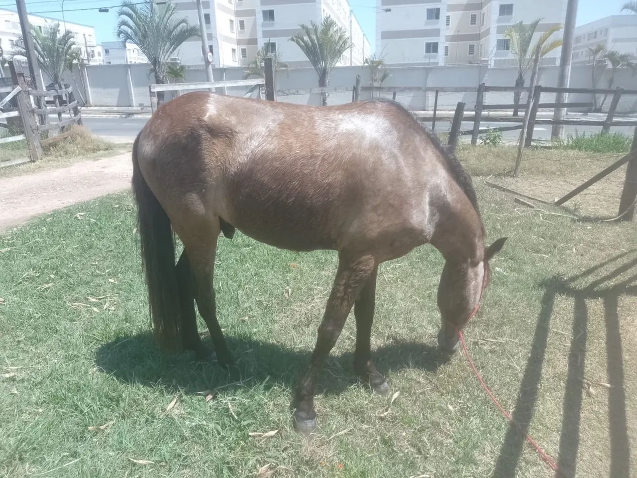 Vendo cavalo manga larga  - Foto 2