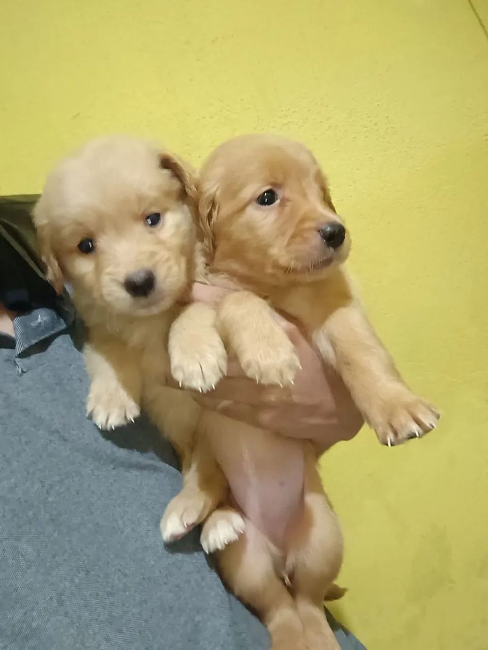 Golden Retriever  - Foto 4