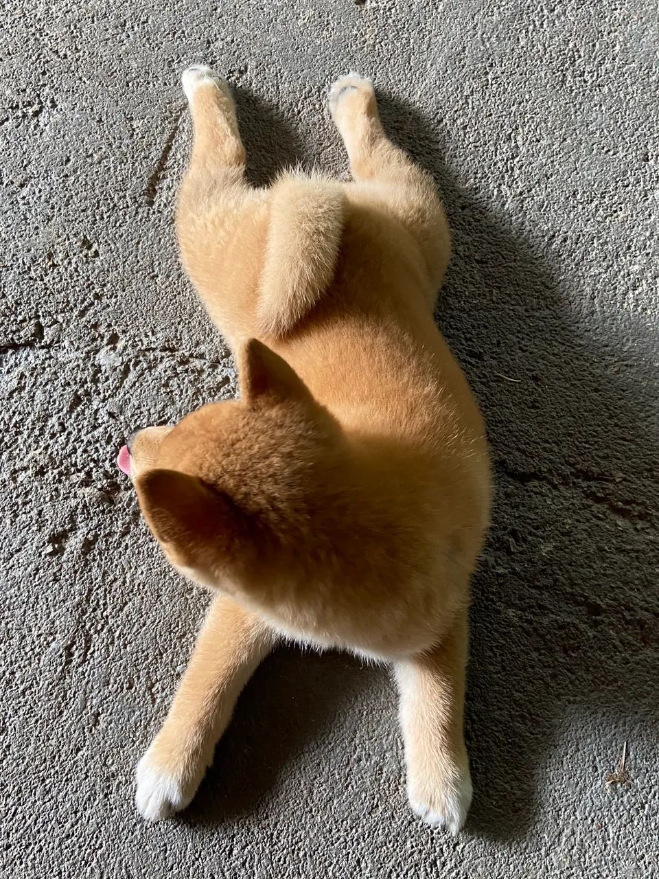 Shiba macho  - Foto 3