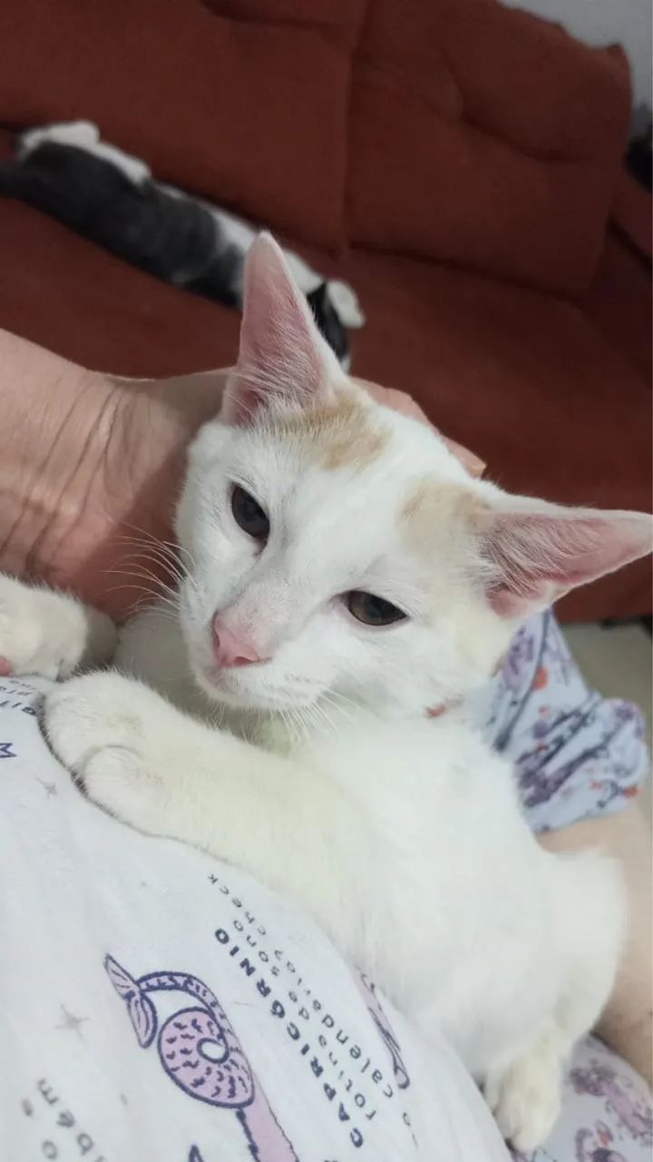 GATOS MACHOS - Foto 4