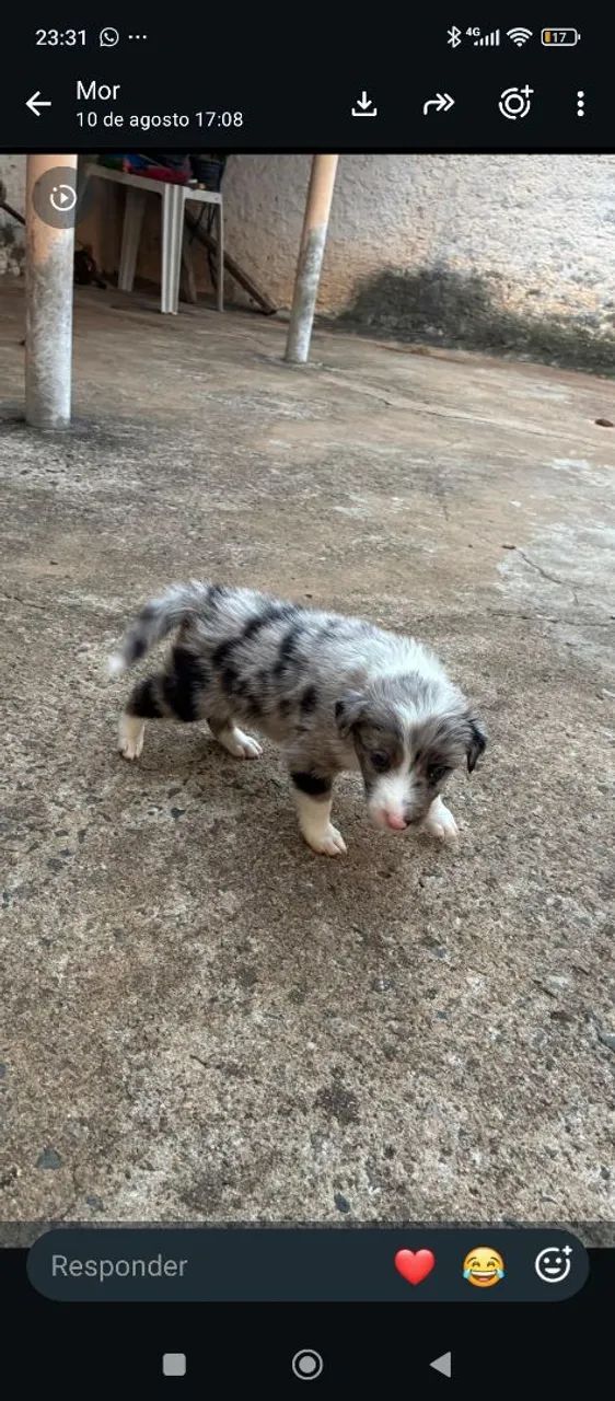 Border collie  - Foto 2