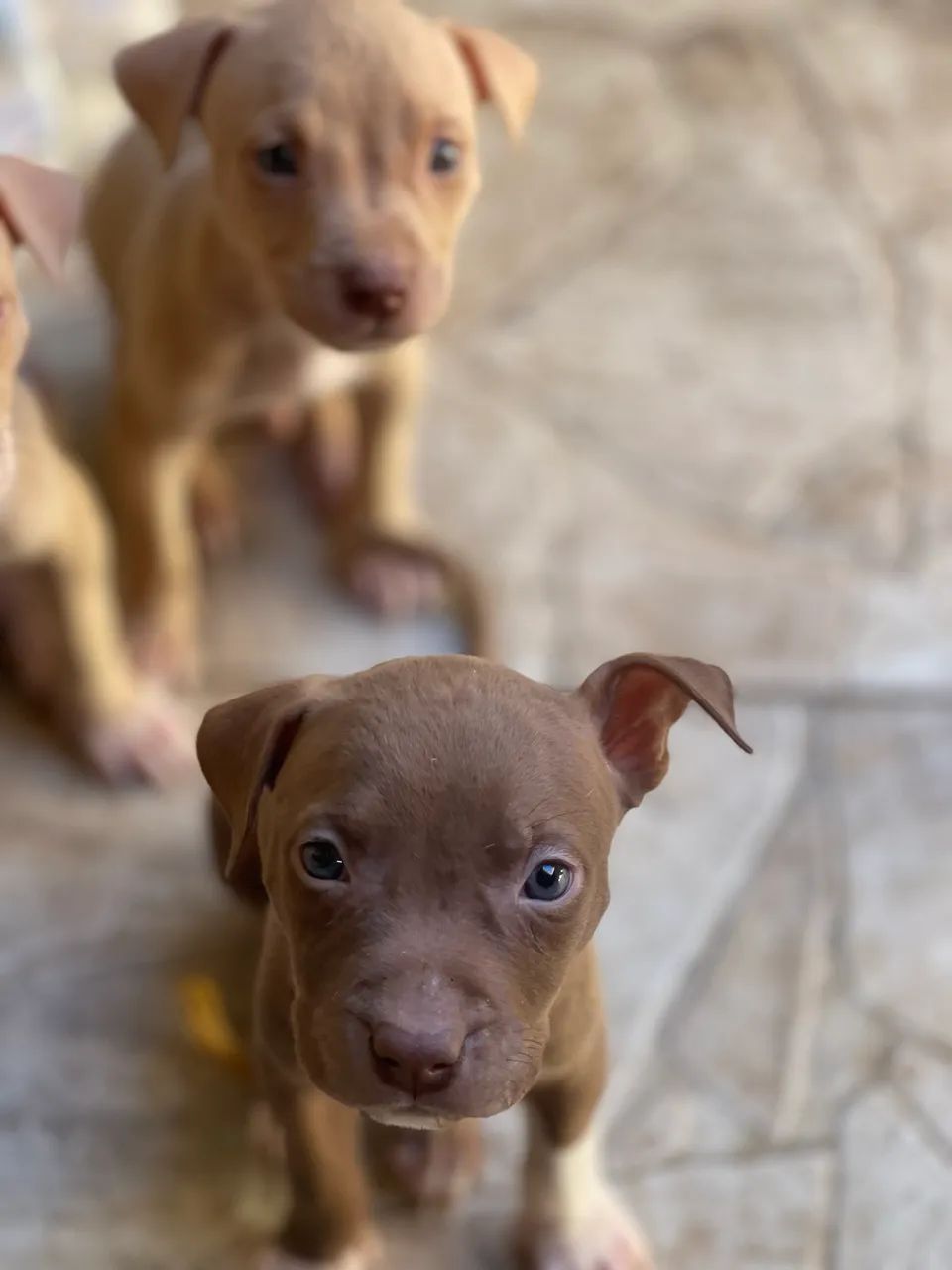 Filhotes de pit bull  - Foto 2
