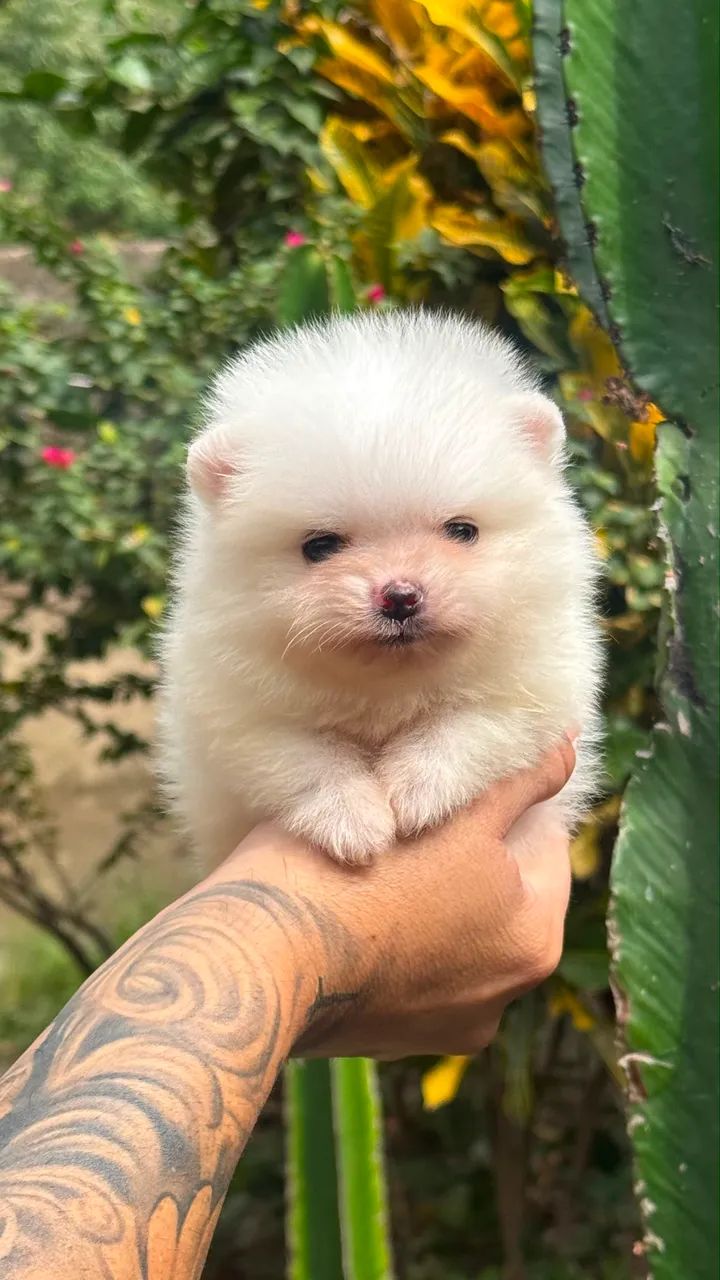 SPITZ ALEMÃO MACHINHO  - Foto 4