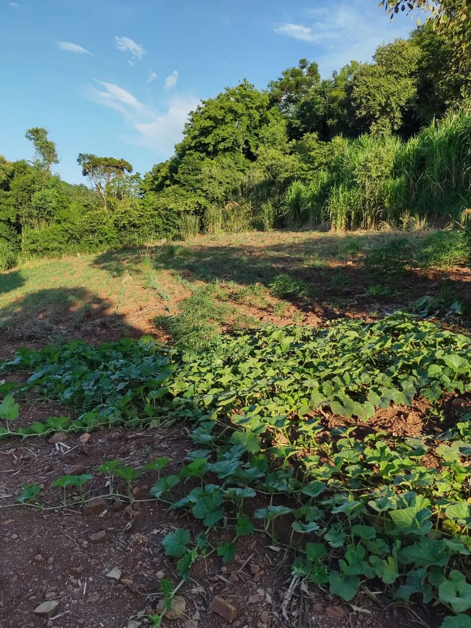 VENDE-SE CHÁCARA ITAPIRANGA - Foto 5