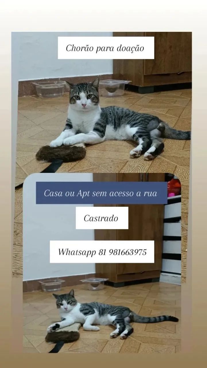 Gato - Foto 5