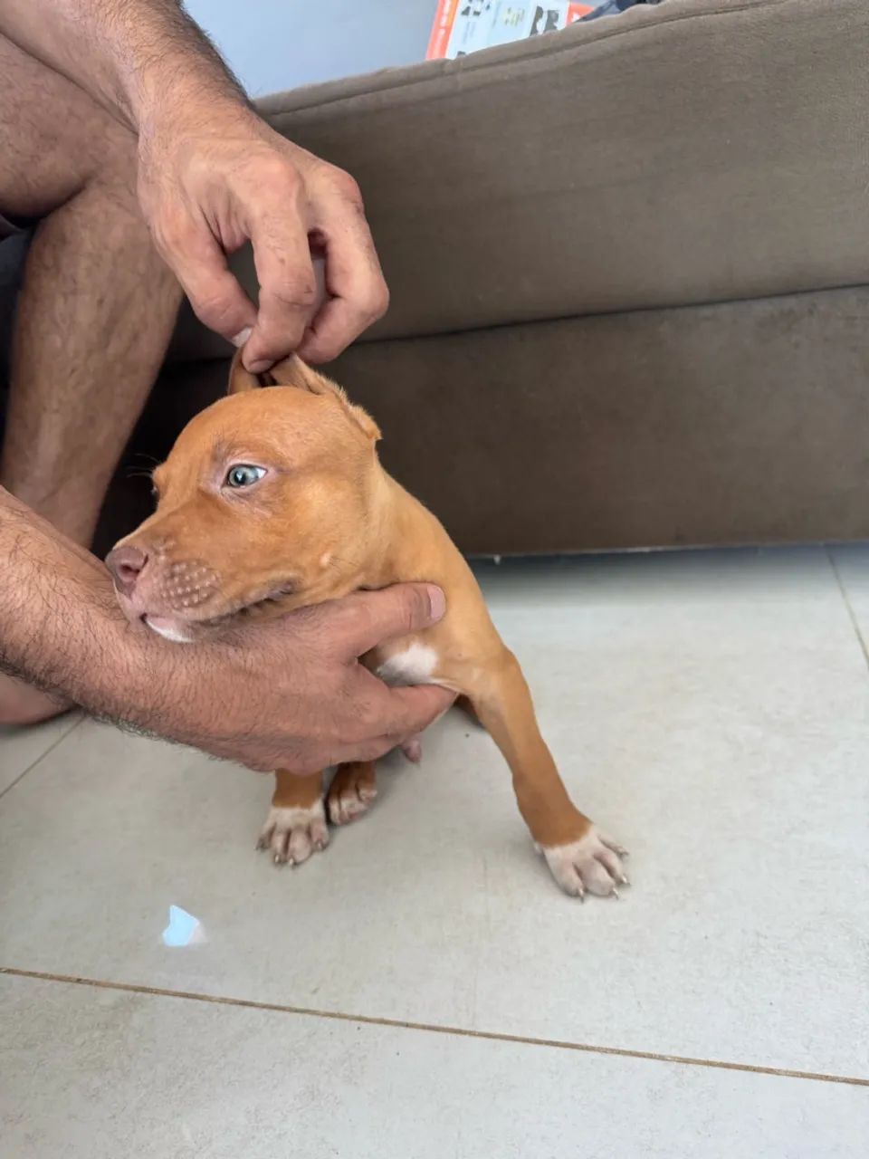 Vende-se filhotes de Pitbull  - Foto 2