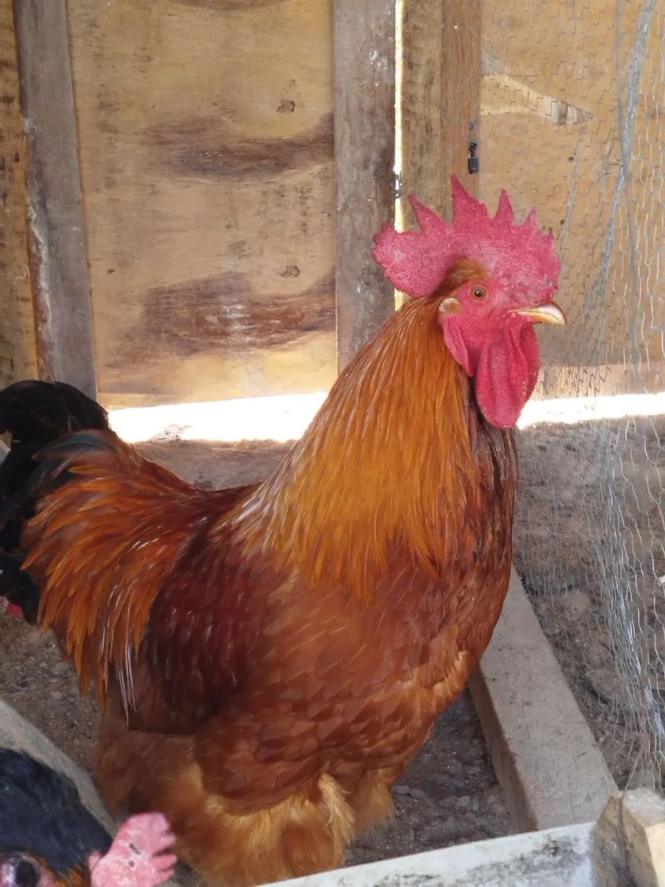 Ovos galados férteis de galinhas de raças 