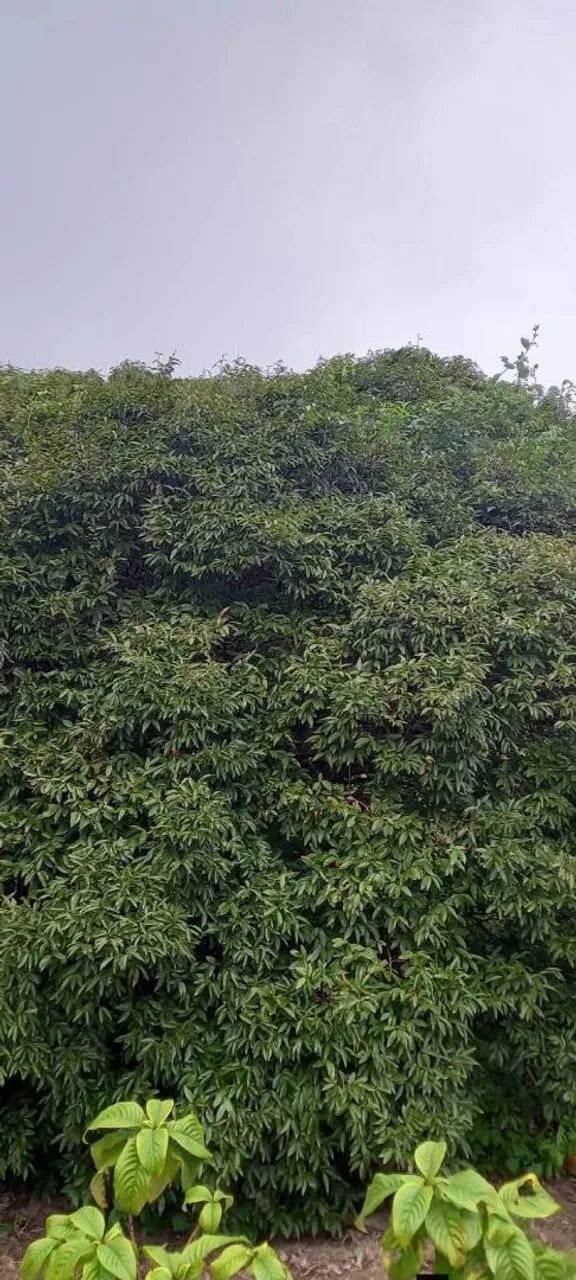 Linda chácara  - Foto 4