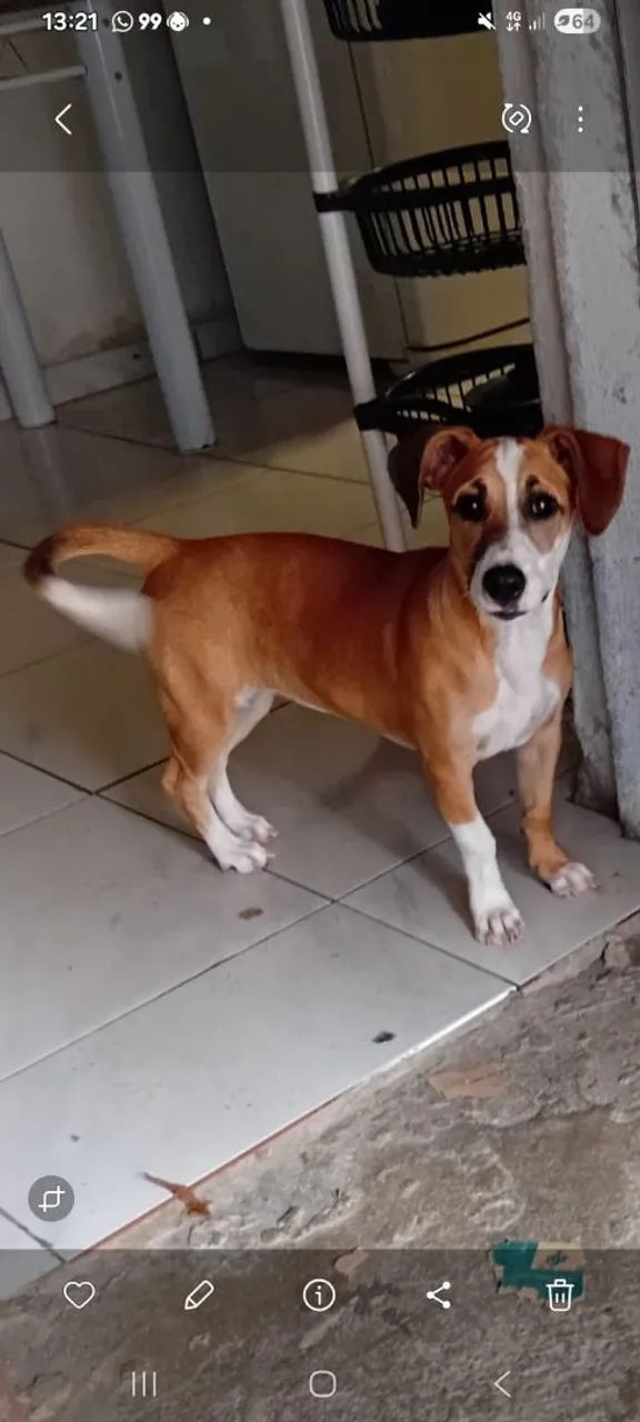Cachorra 