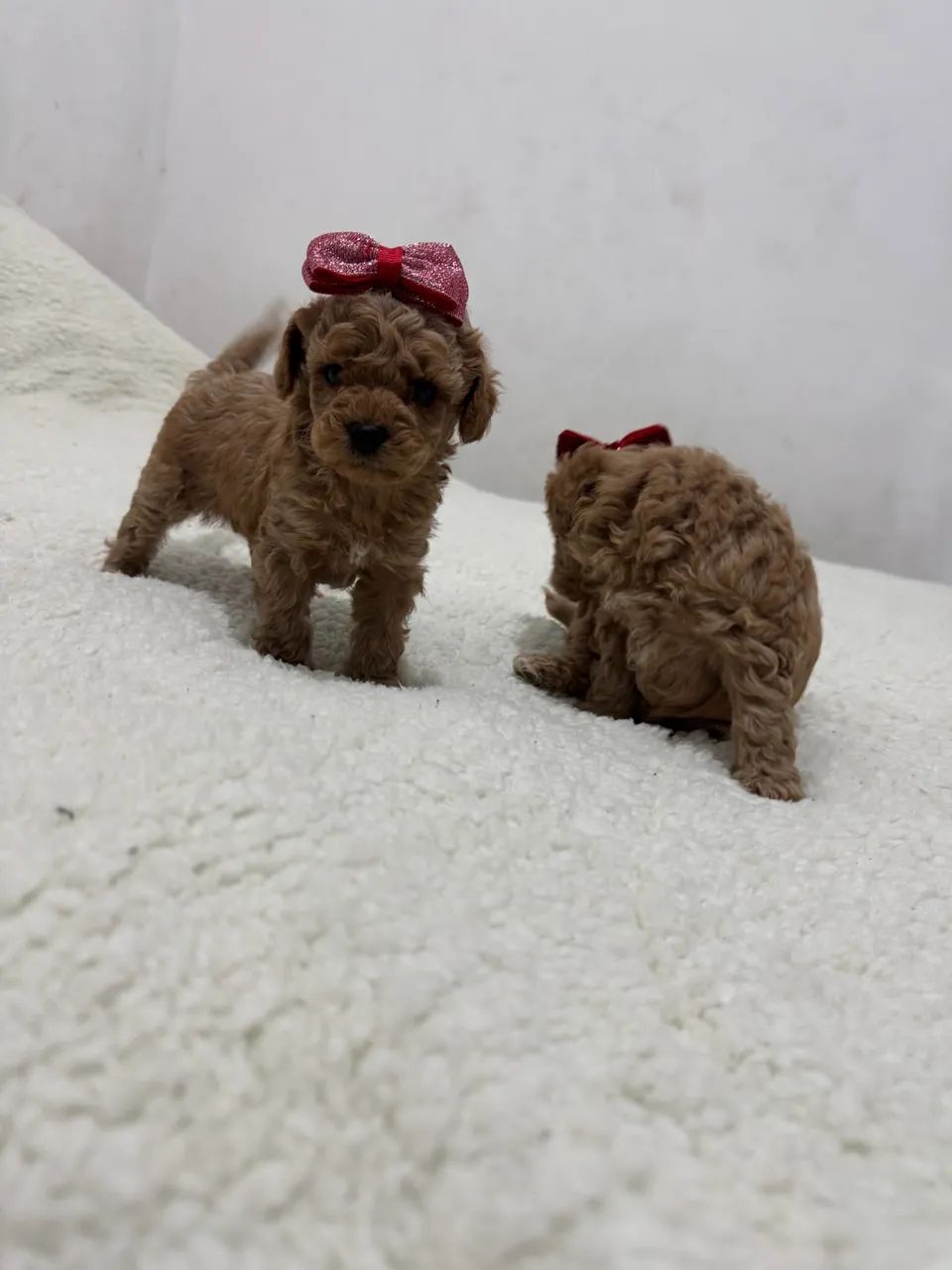 Poodle Toy / Red e Pretinho /  - Foto 4
