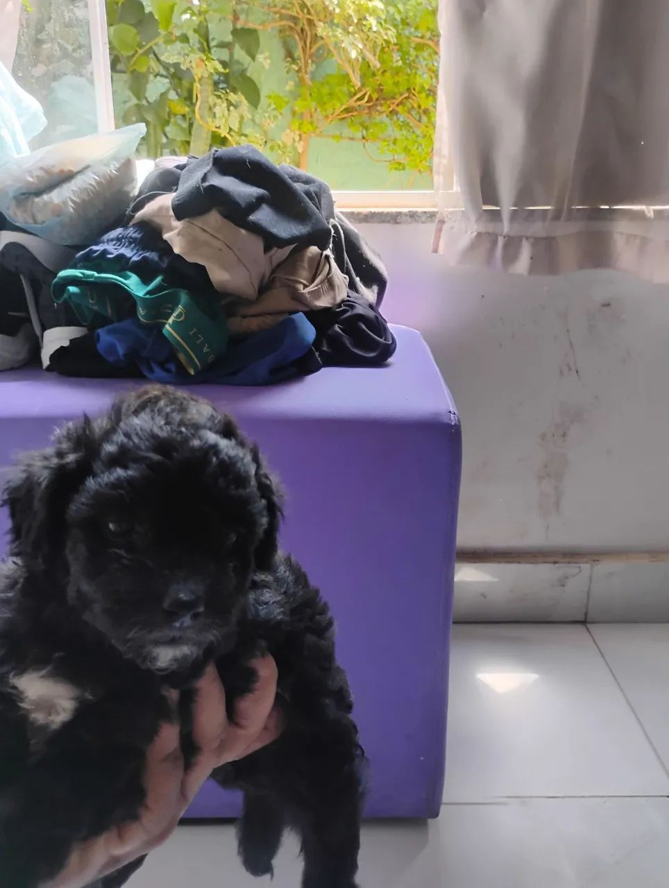 Cachorro poodle 300 reais 