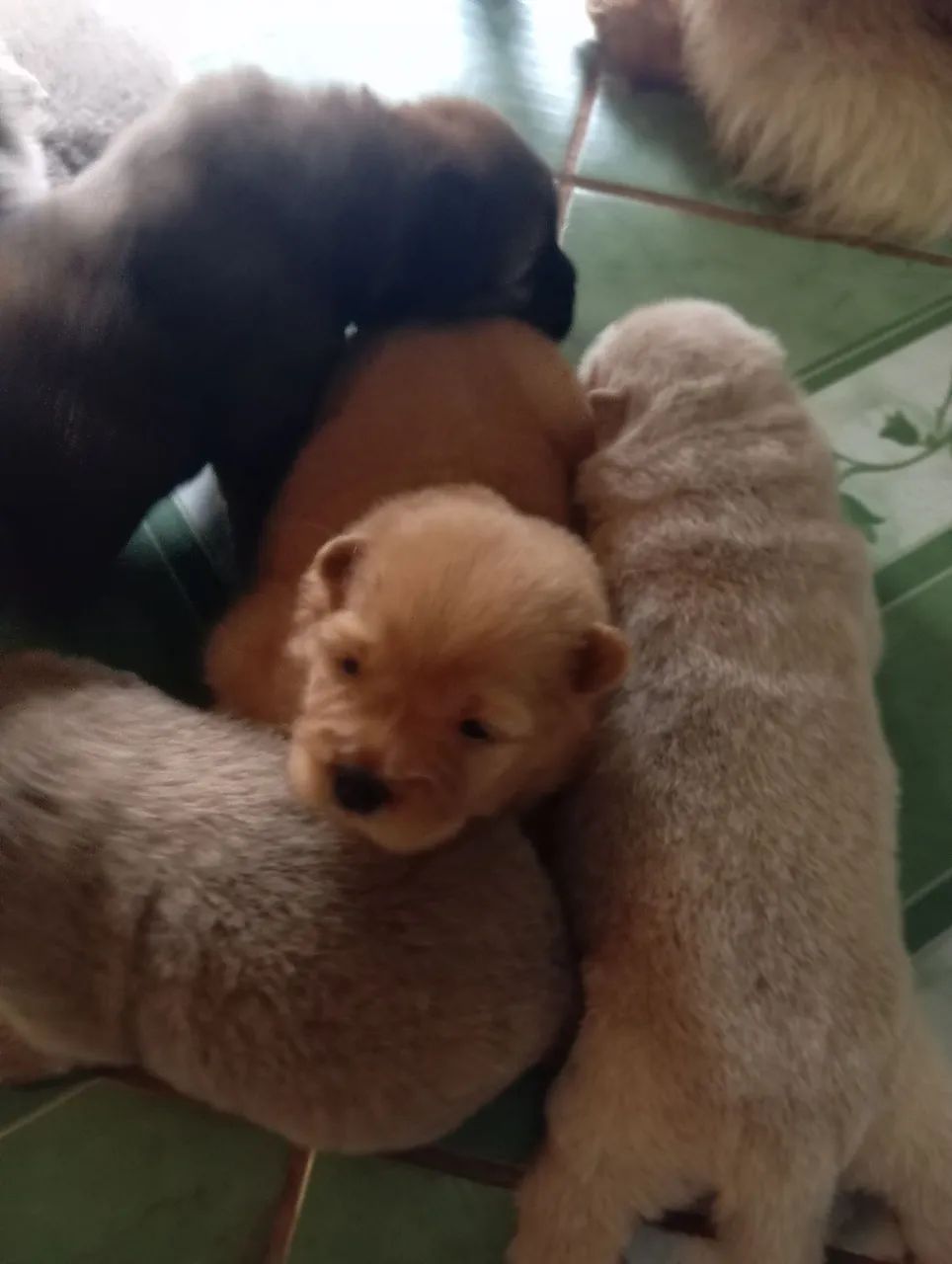 Chow Chow 