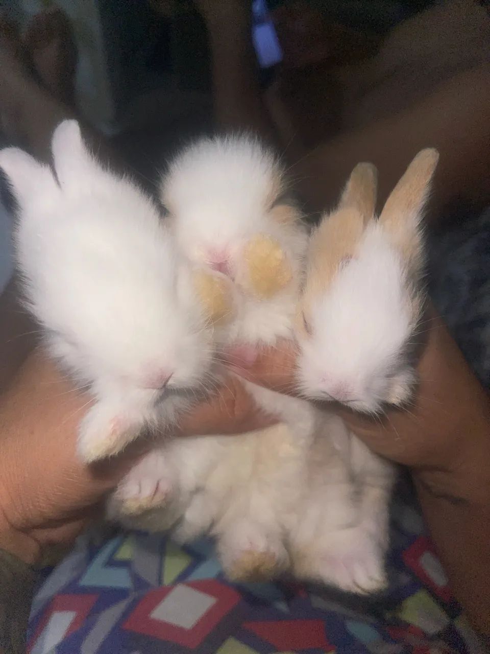 Coelhinhos - Foto 3