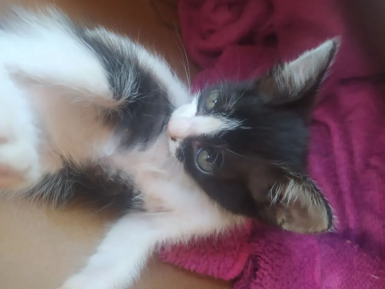 Doação de gatinhos 