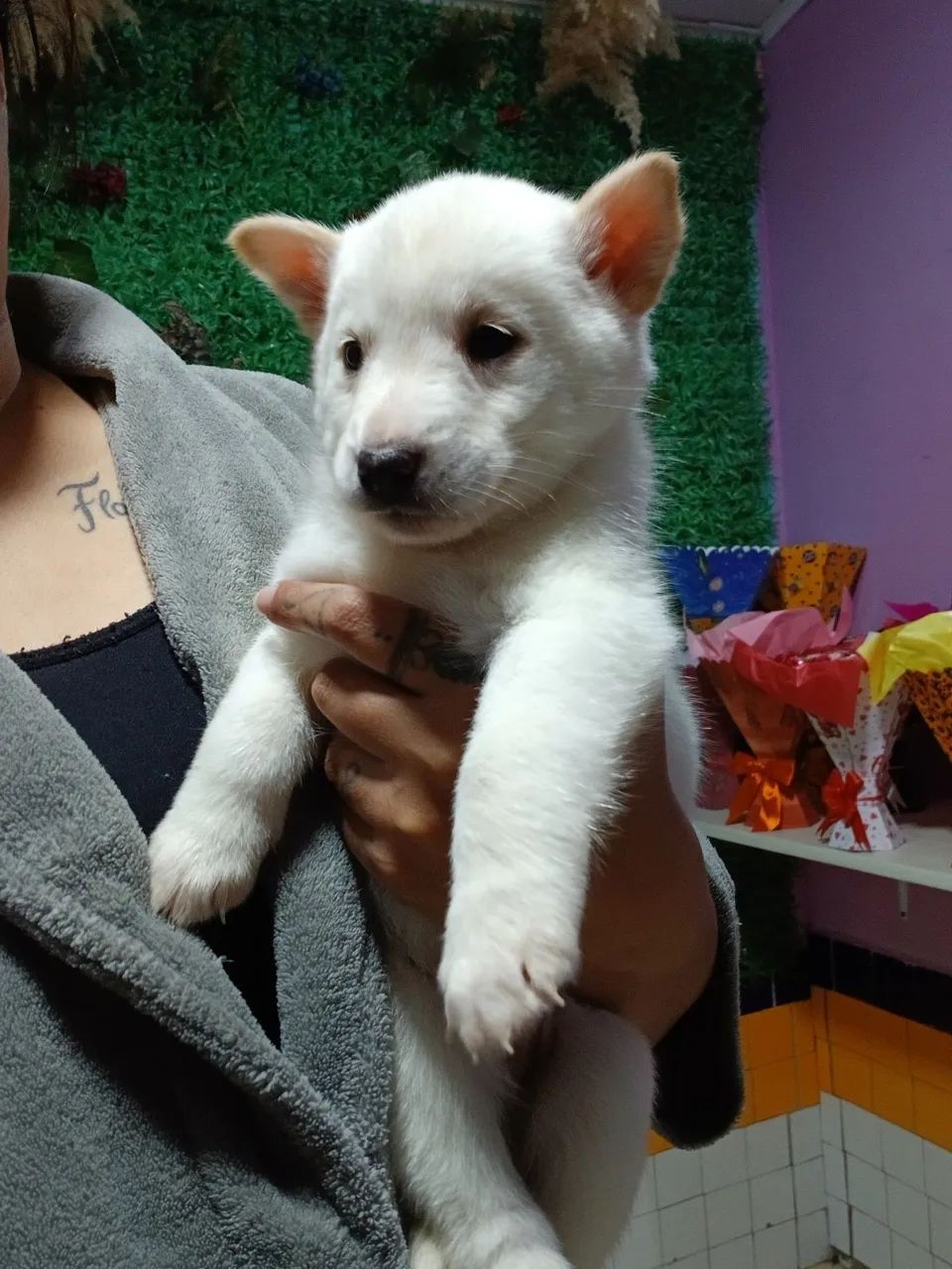 Husky com Malamute  - Foto 5